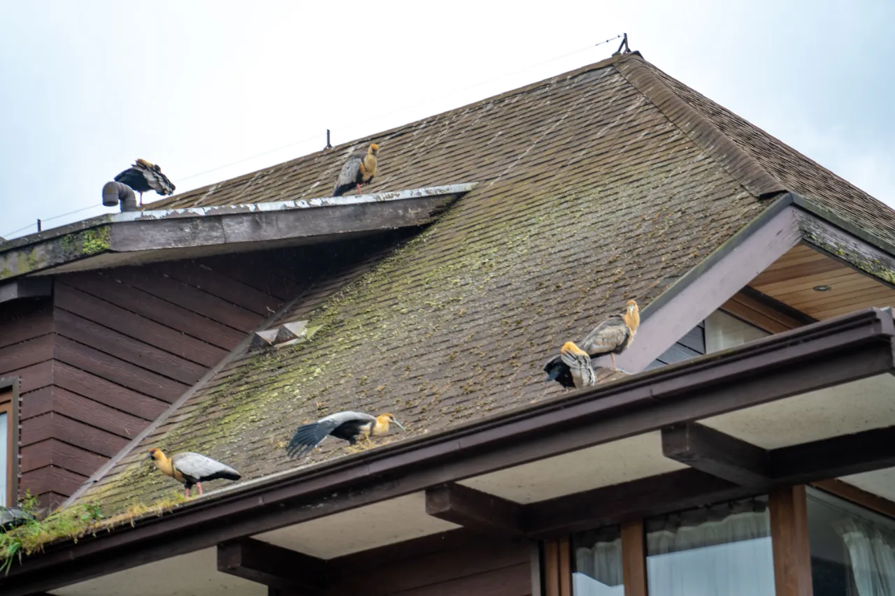 Aged roof before replacement in Reading Pennsylvania